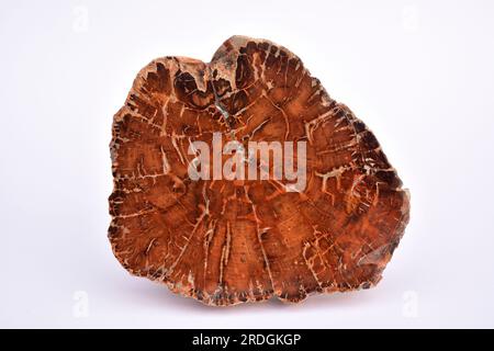 Coupe polie de tronc fossile du Crétacé avec anneaux de croissance. Cet échantillon provient de Madagascar. Banque D'Images