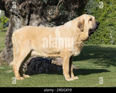 Mastiff espagnol pur chien de race adulte couleur jaune debout sur l'herbe Banque D'Images