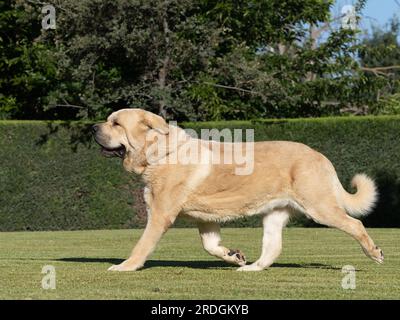 Mastiff espagnol pur chien de race adulte couleur jaune marchant sur l'herbe Banque D'Images