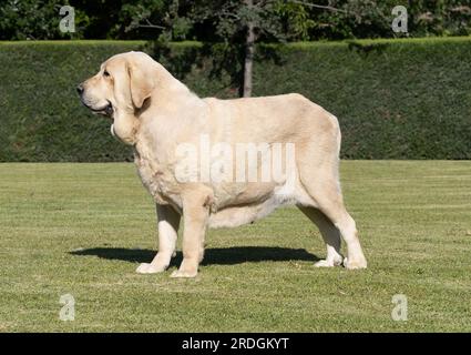 Mastiff espagnol pur chien de race adulte couleur jaune debout sur l'herbe Banque D'Images