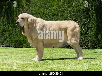 Mastiff espagnol pur chien de race adulte couleur jaune debout sur l'herbe Banque D'Images