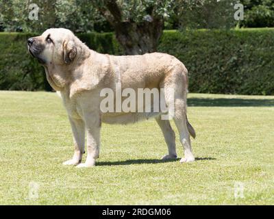 Mastiff espagnol pur chien de race adulte couleur jaune debout sur l'herbe Banque D'Images