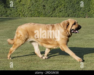 Mastiff espagnol pur chien de race adulte couleur jaune marchant sur l'herbe Banque D'Images