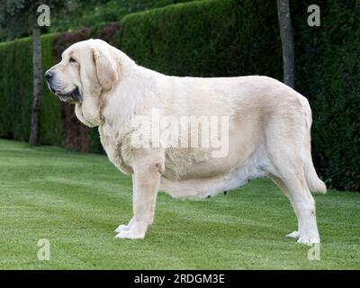 Mastiff espagnol pur chien de race adulte couleur jaune debout sur l'herbe Banque D'Images