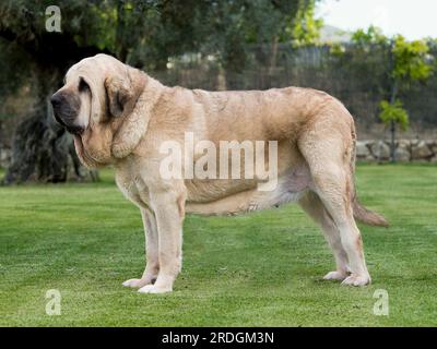 Mastiff espagnol pur chien de race adulte couleur jaune debout sur l'herbe Banque D'Images