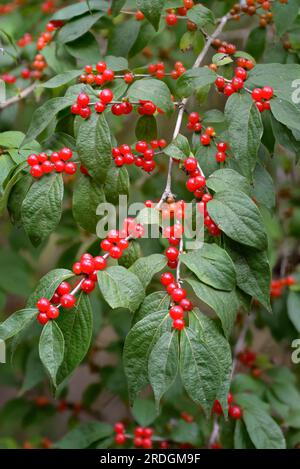 Chèvrefeuille d'Amour (Lonicera maackii) alias chèvrefeuille de brousse avec baies rouges mûres et feuilles présentes, considérée comme une espèce asiatique envahissante. Banque D'Images