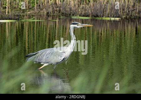 Héron gris (Ardea cinerea) pataugeant et cherchant de la nourriture dans les zones humides. Banque D'Images