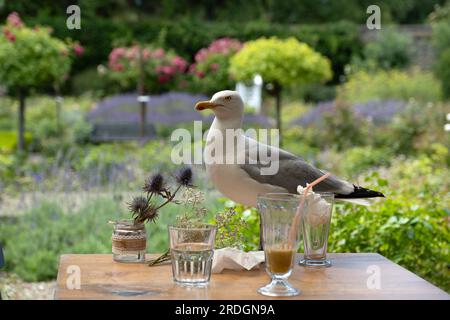 Goéland hareng européen (Larus argentatus) sur la table du restaurant cherchant à voler des chutes. Les goélands voient les humains comme une source de nourriture et peuvent être un grand ravageur. Banque D'Images