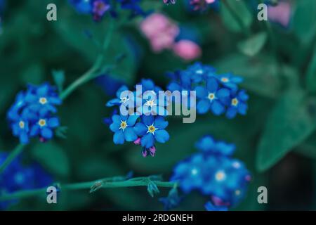 Blue Forget-Me-not petites fleurs poussent dans le jardin ornemental d'été closeup. Myosotis scorpioides, véritable forgetmenot poussant dans le champ printanier. Mignon petit Banque D'Images