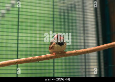 Sunda Zebra finch petit oiseau assis sur perchoir en cage. Taeniopygia guttata petit oiseau gris perché dans une cage à oiseaux. Mignons pinsons gris perchés sur la brindille Banque D'Images