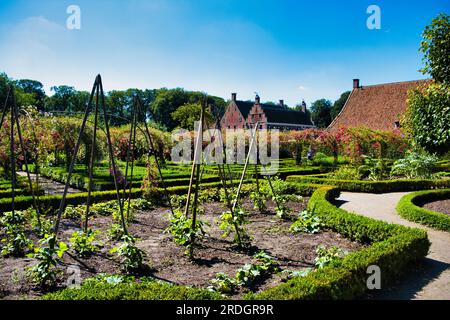 Lit de haricots verts avec des bâtons de soutien dans un potager formel avec des haies de boîte. Une roseraie et un vieux château en arrière-plan. Banque D'Images