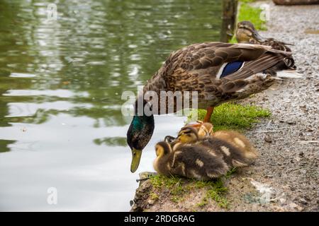 canard colvert avec trois canetons mignons sur la rive d'une rivière Banque D'Images