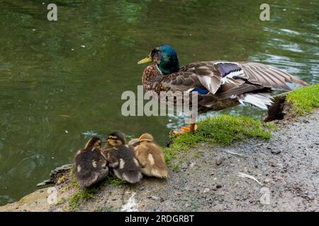 canard colvert avec trois canetons mignons sur la rive d'une rivière Banque D'Images