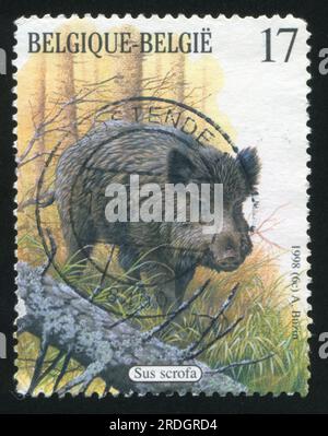 RUSSIE KALININGRAD, 26 OCTOBRE 2015 : timbre imprimé par la Belgique, montre sus scrofa, vers 1998 Banque D'Images