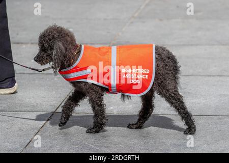 Petit chien d'assistance noir semi-retraité portant un manteau rouge haute visibilité à Southport, Royaume-Uni Banque D'Images