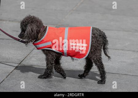 Petit chien d'assistance noir semi-retraité portant un manteau rouge haute visibilité à Southport, Royaume-Uni Banque D'Images