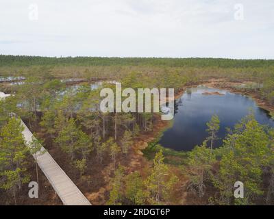 Marais et pins dans le parc national de Lahemaa Banque D'Images