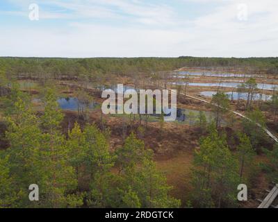 Marais et forêt de pins au parc national de Lahemaa, Estonie Banque D'Images