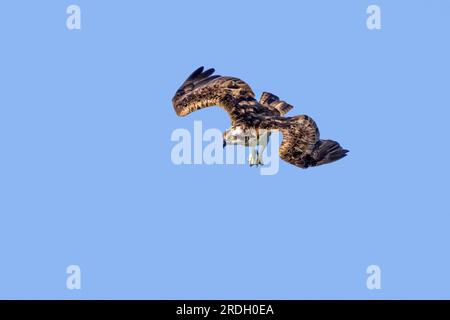 Balbuzard de l'Ouest (Pandion haliaetus) en vol, plongeant avec les pieds tendus vers l'avant pour attraper des poissons à la surface de l'eau du lac à la fin de l'été Banque D'Images