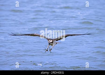 Balbuzard de l'Ouest (Pandion haliaetus) en vol, plongeant avec les pieds tendus vers l'avant et les griffes ouvertes pour attraper des poissons à la surface du lac à la fin de l'été Banque D'Images