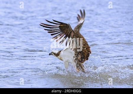 Balbuzard de l'Ouest (Pandion haliaetus) avec des poissons capturés dans ses talons, décollant de l'eau du lac en battant ses ailes à la fin de l'été Banque D'Images