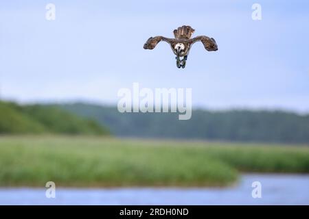 Balbuzard de l'Ouest (Pandion haliaetus) en vol, plongeant avec les pieds tendus vers l'avant pour attraper des poissons à la surface de l'eau du lac à la fin de l'été Banque D'Images