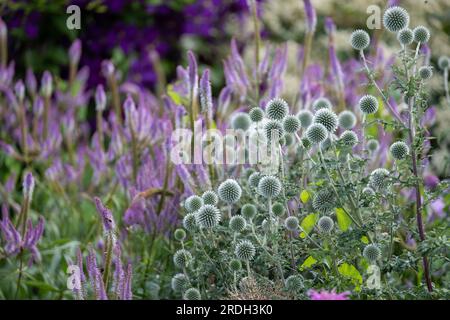 Au premier plan, le chardon du globe ruthène, Echinops bannaticus Star Frost, photographié à Wisley, Surrey UK. Banque D'Images