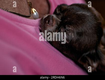 Le beau chihuahua mâle rêveur brun dormant sur la poitrine de sa maîtresse. . Gros plan. Banque D'Images