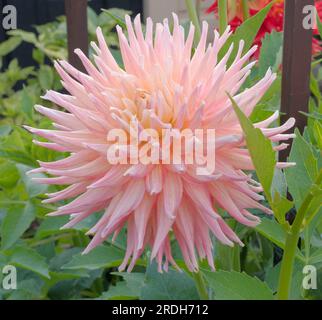 Dahlia, Grendor Pastlle, Cactus moyens Banque D'Images