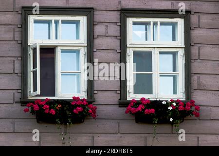 fenêtres avec des cadres woodenframes blancs, dans une vieille maison, des fleurs roses dans des boîtes sous les fenêtres Banque D'Images