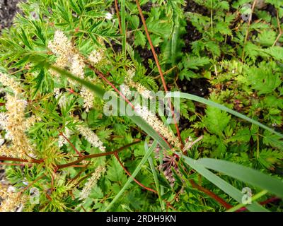 Intrigant Aruncus Woldemar Meier sous le soleil d'été. Portrait naturel de plantes à fleurs en gros plan Banque D'Images