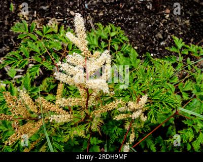 Intrigant Aruncus Woldemar Meier sous le soleil d'été. Portrait naturel de plantes à fleurs en gros plan Banque D'Images