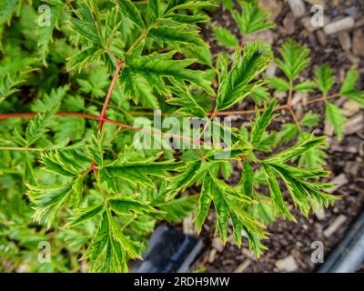 Intrigant Aruncus Woldemar Meier sous le soleil d'été. Portrait naturel de plantes à fleurs en gros plan Banque D'Images