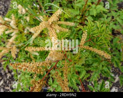 Intrigant Aruncus Woldemar Meier sous le soleil d'été. Portrait naturel de plantes à fleurs en gros plan Banque D'Images