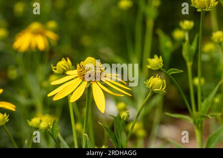 Portrait naturel en fleur rapprochée de Rudbeckia laciniata 'Herbstsonne', coneflower, sous un beau soleil d'été Banque D'Images