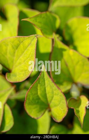 Intéressant et verdoyant Houttuynia cordata, Houttuynia à feuilles de coeur. portrait naturel de plantes à fleurs en gros plan Banque D'Images