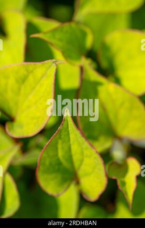 Intéressant et verdoyant Houttuynia cordata, Houttuynia à feuilles de coeur. portrait naturel de plantes à fleurs en gros plan Banque D'Images