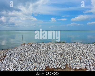 Faire du poisson séché dans la ligne côtière Kalpitiya Banque D'Images