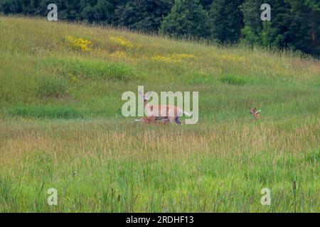 Biche à queue blanche allaitant un de ses faons dans un pré du nord du Wisconsin. Banque D'Images