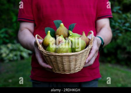 un homme tient un panier en osier rempli de figues jaunes mûres et fraîchement cueillies Banque D'Images