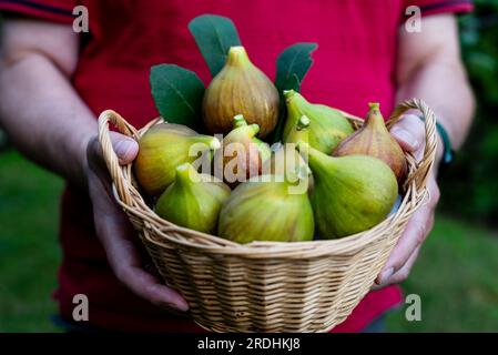 un homme tient un panier en osier rempli de figues jaunes mûres et fraîchement cueillies Banque D'Images