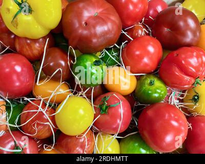 Tomates fraîches de culture biologique de différentes couleurs et saveurs posées dans des boîtes en bois à vendre au marché des agriculteurs. Banque D'Images