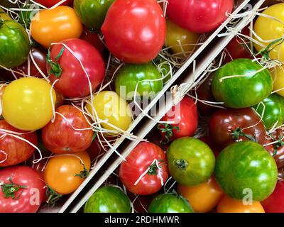 Tomates fraîches de culture biologique de différentes couleurs et saveurs posées dans des boîtes en bois à vendre au marché des agriculteurs. Banque D'Images