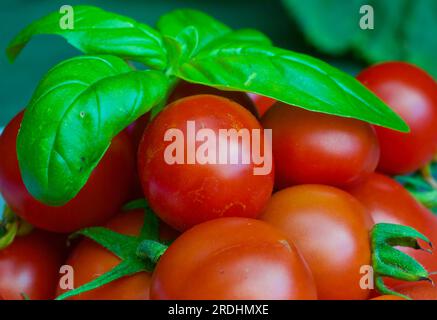 Tas de petites tomates rouges cultivées bio et feuilles de basilic vert frais. Banque D'Images