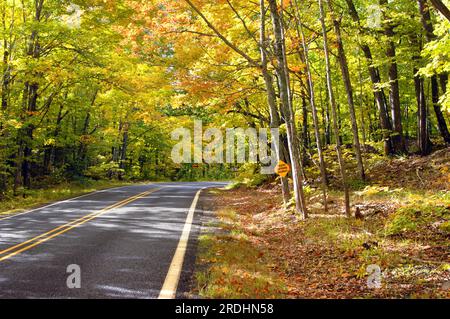 Sign on tree warns 'trucks entering highway.'  Overhanging branches form a tunnel of gold and yellow on a secluded highway in Upper Penninsula, Michig Stock Photo