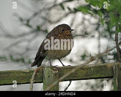 Alerte jeune Robin (erithacus rubecula) assis sur une clôture à Cumbria, Angleterre, Royaume-Uni Banque D'Images