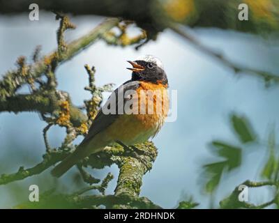 Mâle chantant adulte Redstart commun (Phoenicurus phoenicurus) perché sur une branche d'aubépine (Crataegus monogyna) en Cumbria, Angleterre, Royaume-Uni Banque D'Images