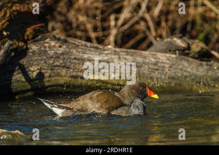 Un gros plan d'une baignade commune de Moorhen sur le rivage d'un lagon. Gallinula chloropus. Banque D'Images