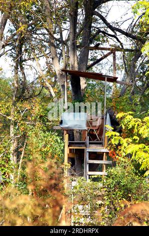 Le porte-bébé « Barebones » est doté d'une chaise et d'une plate-forme. La construction en bois est attachée au tronc d'arbre et élevée au-dessus de la ligne des feuilles dans le sud de l'Arkansas. Banque D'Images