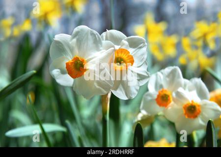 Two daffodils bloom in the spring sunshine surrounded by a garden full of yellow and white blossoms. Stock Photo